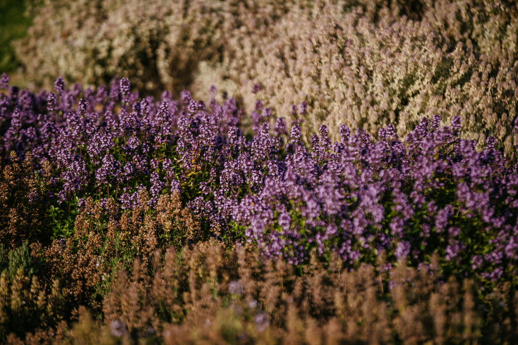 Lockstockstudios Roseberyestates Gardens 14