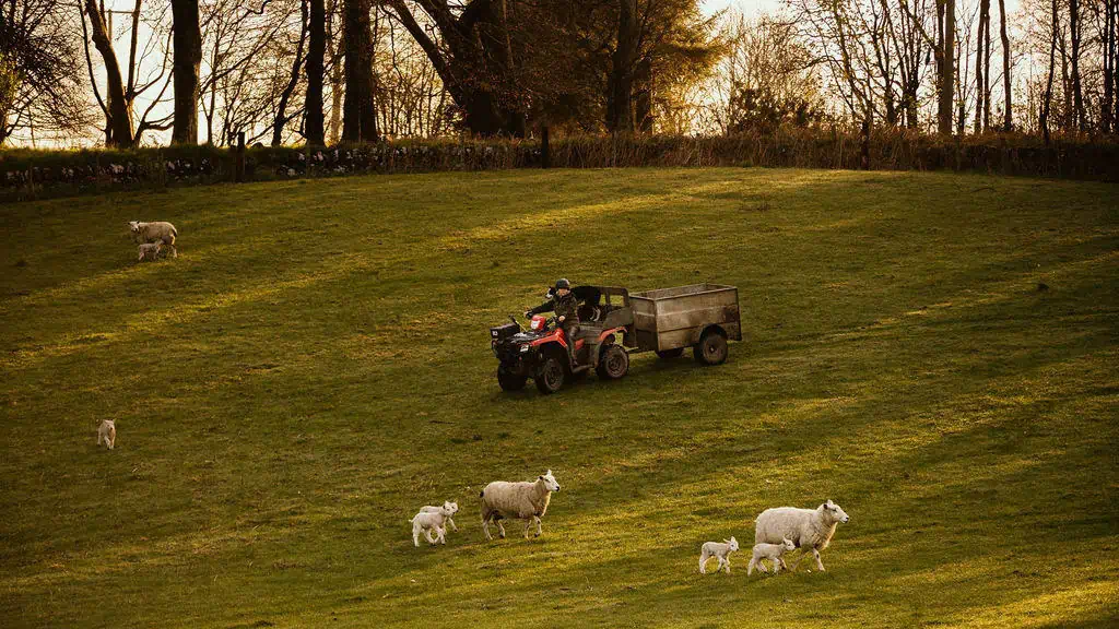 Lockstockstudios Roseberyestates Lambing 14
