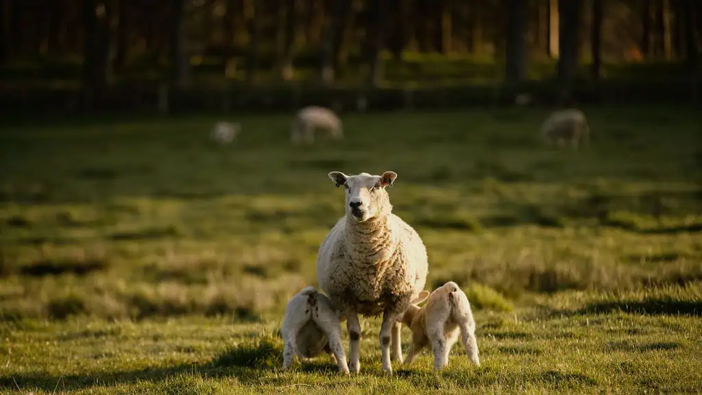 Lockstockstudios Roseberyestates Lambing 3 (1)