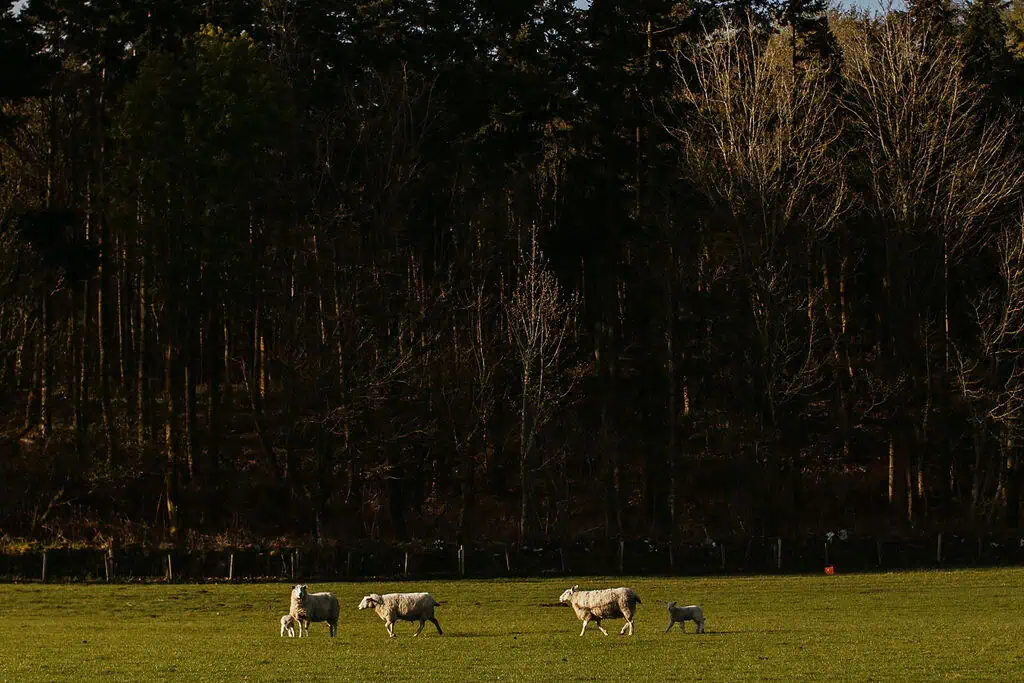 Lockstockstudios Roseberyestates Lambing 51
