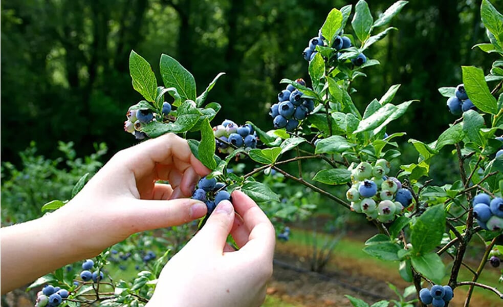 Foraging